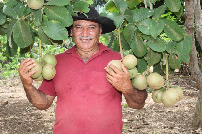 pequi 7