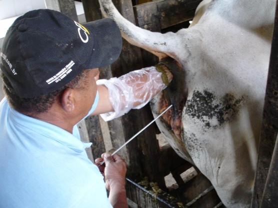inseminacao-artificial-bovinos
