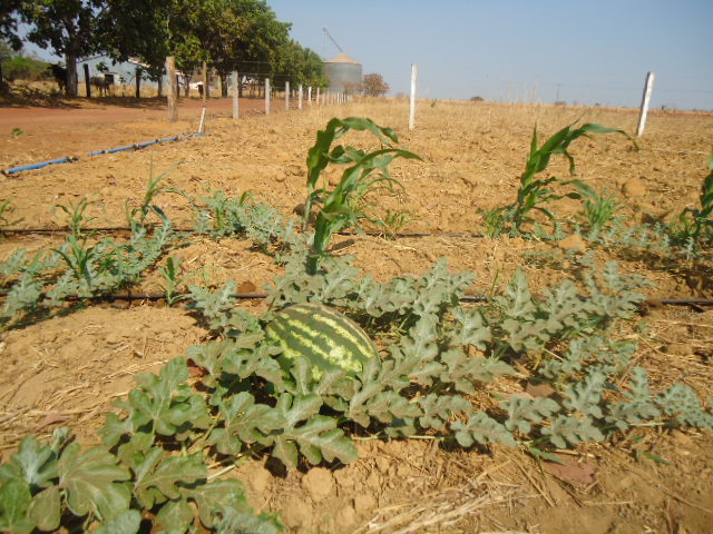 DSC02490