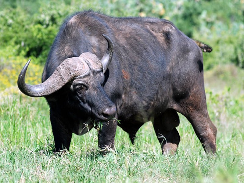 bufalo