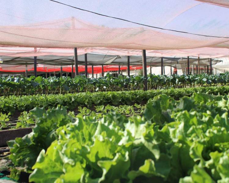 Prefeitura abre Chamada Pública para aquisição de gêneros alimentícios da Agricultura Familiar