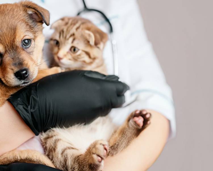 Vacinação antirrábica em cães e gatos é realizada na zona rural de Água Boa; confira o cronograma 