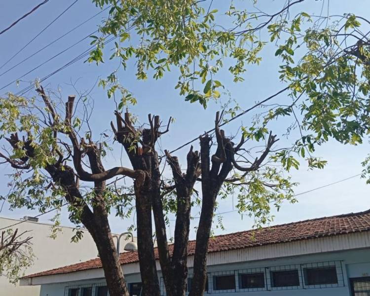 Novo protocolo regulamenta poda e remoção de árvores na área urbana de Água Boa